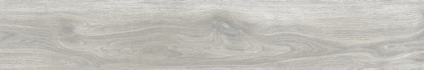 Ajanta Acacia